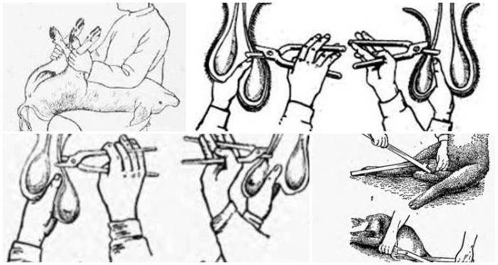 О кастрации и стерилизации морских свинок - мини ферма во дворе