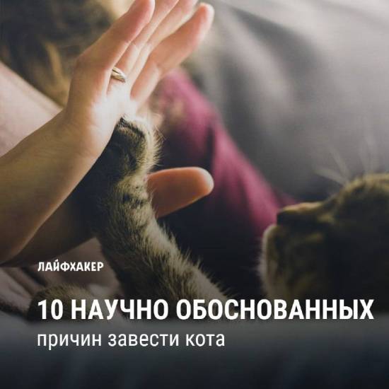 10 научно обоснованных причин завести кота