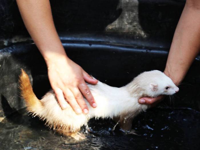 Как мыть хорька - купание хорька в домашних условиях