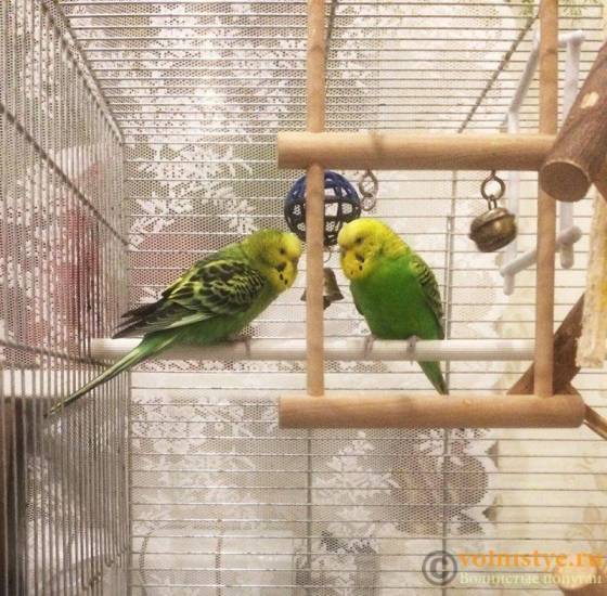 Разведение волнистых попугаев, размножение в домашних условиях