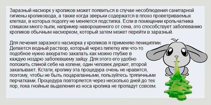 Выкидыш у крольчих: почему случается и как предотвратить?