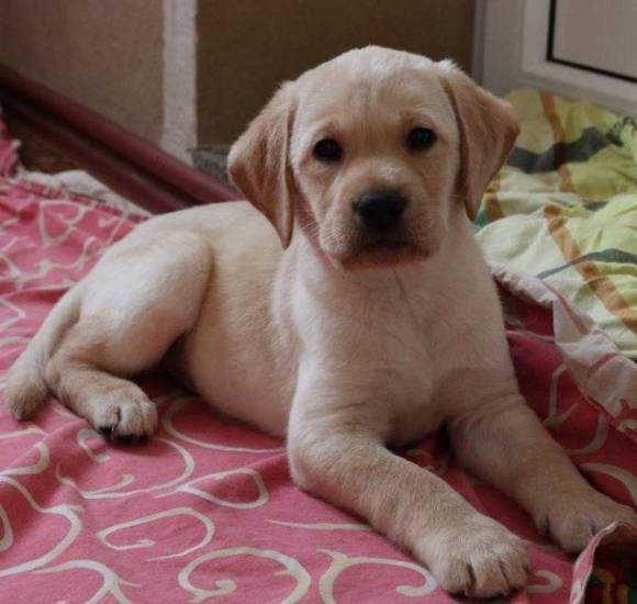 Окрас лабрадоров черный шоколадный коричневый палевый генетика окрасов собак