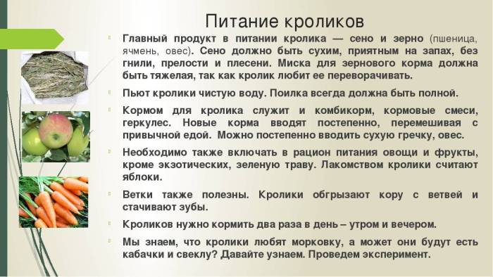 Чем нельзя кормить кроликов, список запрещенных продуктов