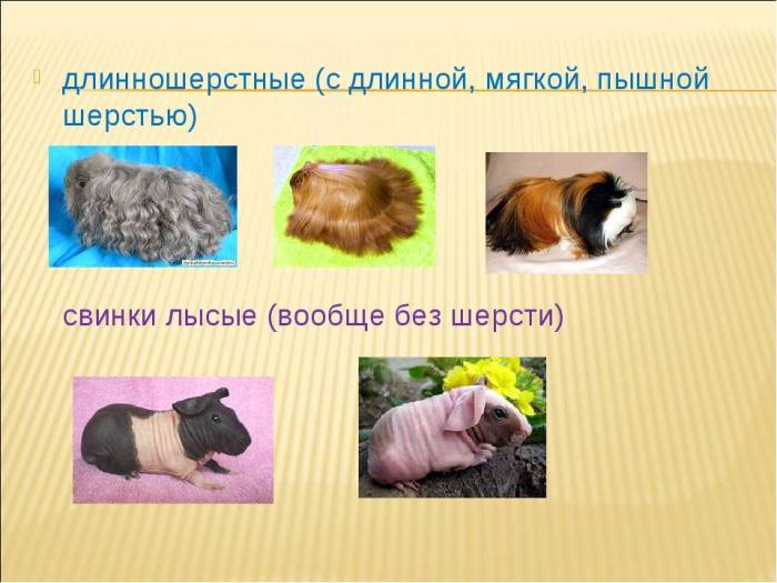 Гигантская морская свинка куи: описание, уход и содержание