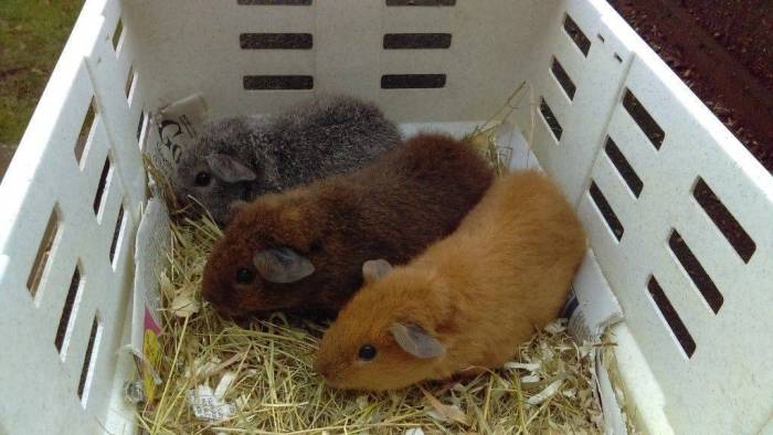 Морская свинка породы рекс, описание вида, уход содержание, питание