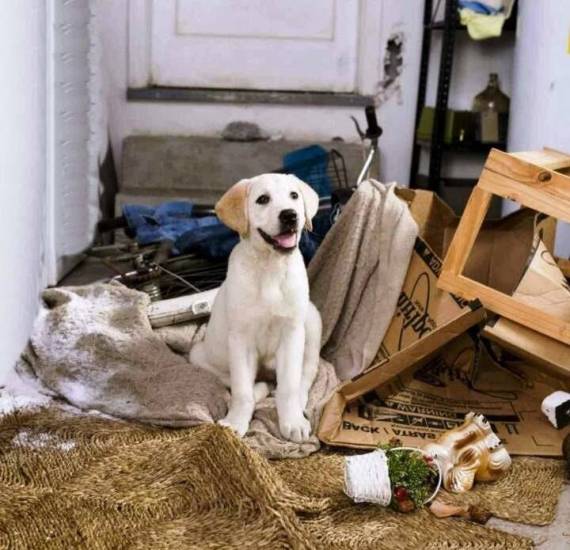 Какую собаку лучше завести в квартире
какую собаку лучше завести в квартире