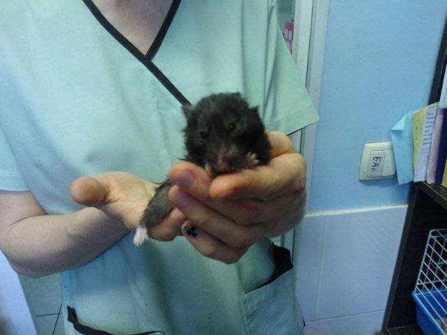 Хомяк сломал лапку: что делать