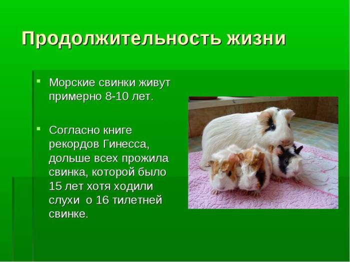 Морская свинка: описание, породы, уход, образ жизни | планета животных