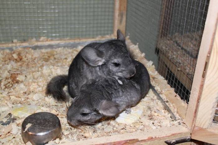 Разведение шиншилл, особенности знакомства и как не легко найти достойного партнера для создания семьи
