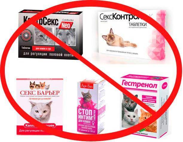 Как успокоить котенка или взрослого кота – в разных ситуациях