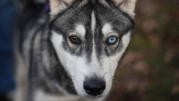 Особенности разных глаз у породы хаски: как выглядят карие, голубые и зеленые