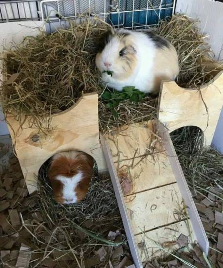 Как выбрать сено для морской свинки | ваши питомцы