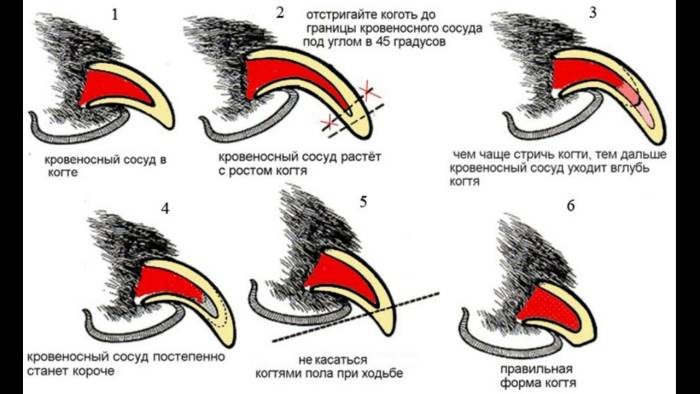 Как подстричь собаку в домашних условиях: модели стрижек, необходимые инструменты, алгоритм стрижки собак в домашних условиях, возможные трудности