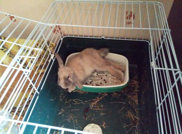 Как спят декоративные кролики: сколько, когда, с открытыми глазами или нет, спят ли кролики ночью