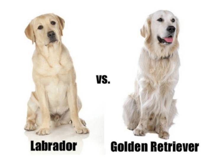 В чем основные отличия лабрадоров и голд ретриверов?