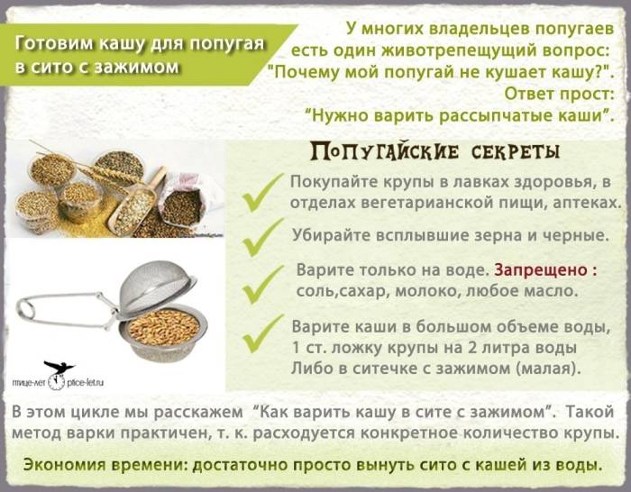 Овощи для попугаев, какие овощи можно попугаю