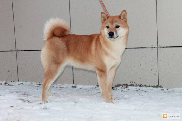 Дзёмон-сиба: описание редкой японской породы, фото собак