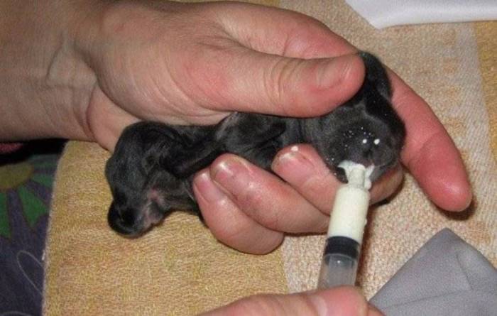 Как выкормить крольчат | информационный портал о карликовых и декоративных кроликах