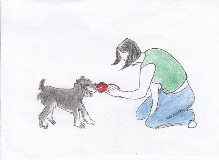 Как дрессировать собак в домашних условиях – пошаговые инструкции и подборка полезных видео, 2 часть