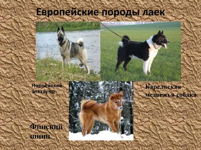 Характеристика восточносибирских лаек: особенности внешности и поведения породы