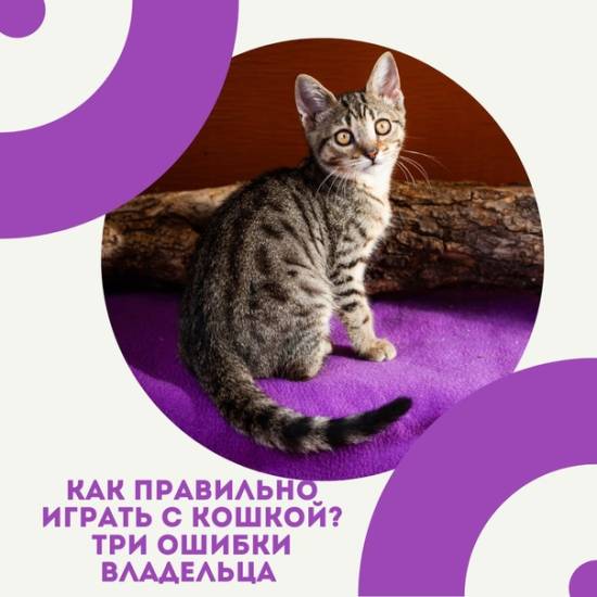 6 ошибок хозяина, которые сокращают жизнь кошки