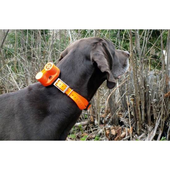 Лучшие ошейники для собак