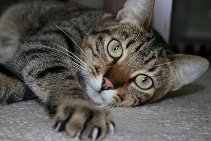 Китайская ли хуа