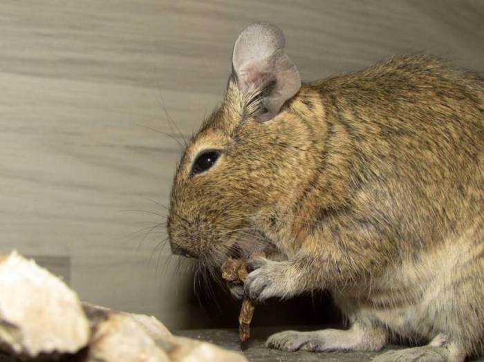 Дегу. уже полгода со мной живет дегу. | интересные факты