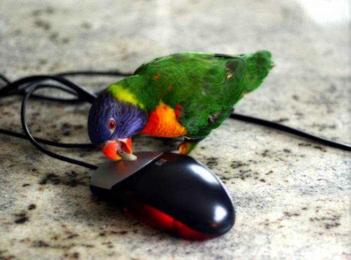 Попугай дома: плюсы и минусы, стоит ли заводить в квартире, что дает человеку