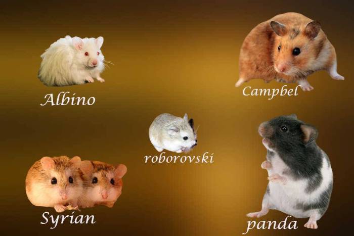 Виды хомяков: домашние и дикие хомяки, фото и описание