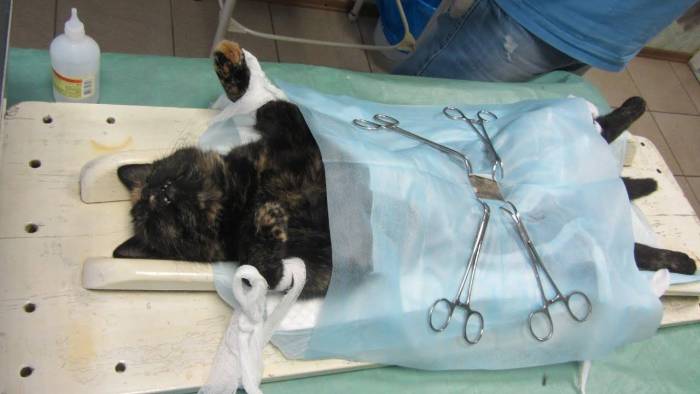 Кошка не пьет воду после стерилизации: причины и что делать | ваши питомцы