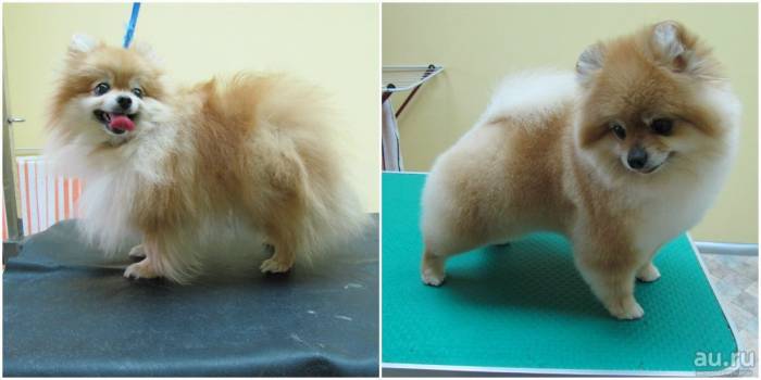 Стрижки померанских шпицев - груминг, как выглядит подстриженный померанец