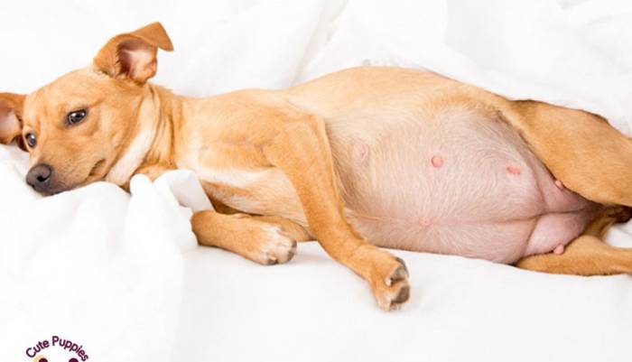 Метеоризм у собак: причины и методы профилактики | звери дома