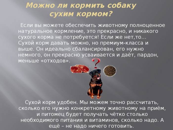 Можно ли собакам рыбу? какая рыба под запретом для собак.