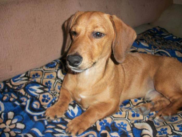 Как выглядит метисы собак породы такса с той терьерами, чихуахуа и другими