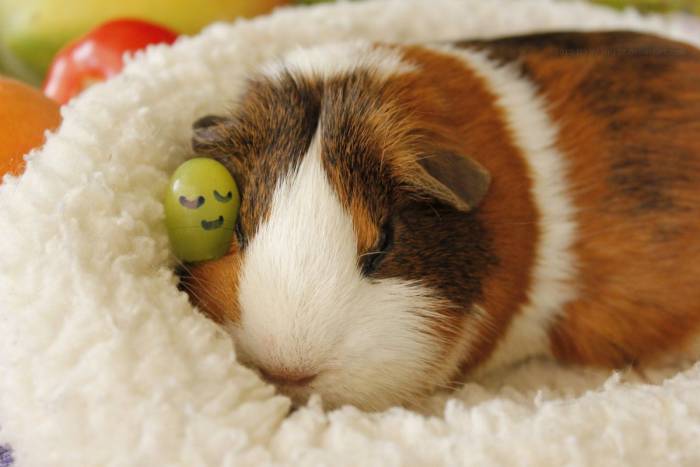 Полезный рацион морской свинки в домашних условиях: как и чем кормить питомца