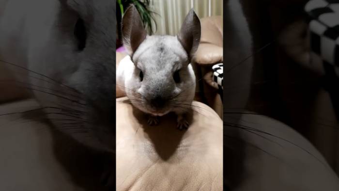 Шиншилла гавкает ночью почему