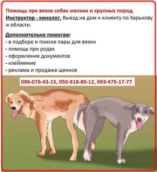 Подготовка собак к вязке | блог ветклиники "беланта"