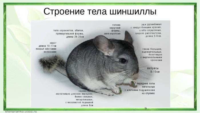 Параметры тела шиншилл: вес и размер взрослой шиншиллы и детенышей