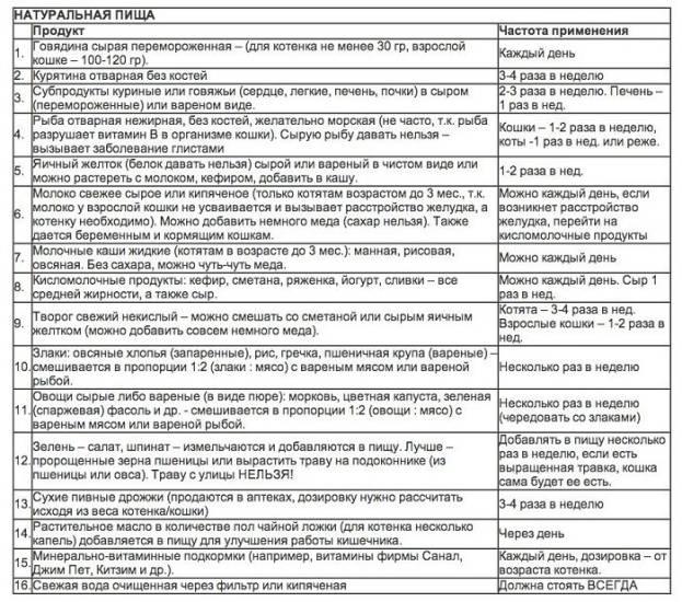 Чем кормить котенка? перечень продуктов по возрастам