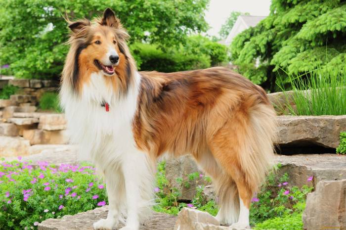 Колли шотландская овчарка: описание породы, характер, уход, содержание