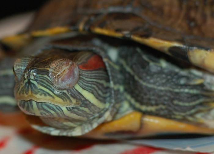 Распространенные заболевания красноухих черепах