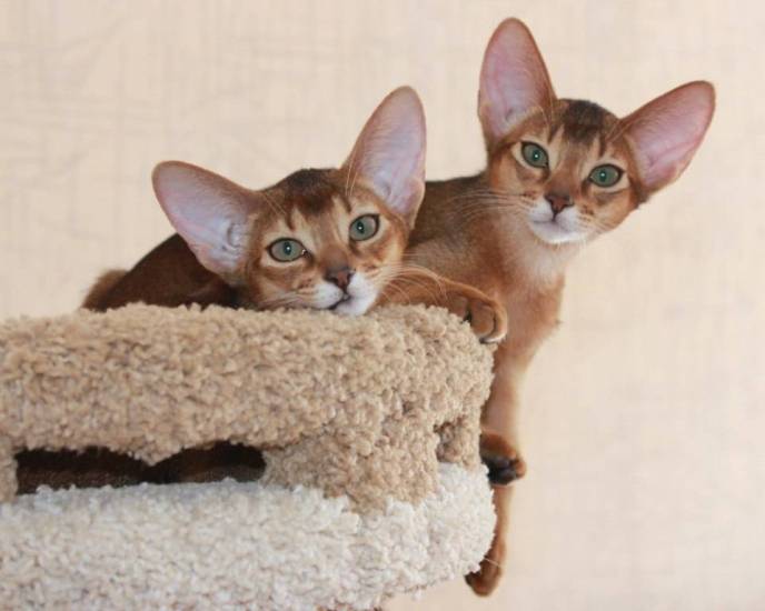 Питомники абиссинских кошек
