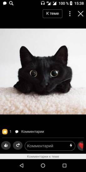 Как и почему кошки мурлыкают? | ваши питомцы