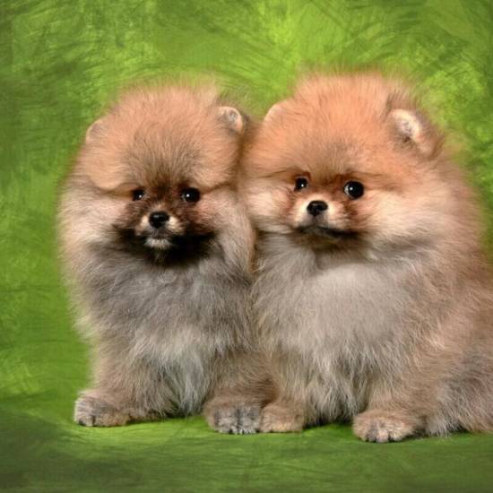 Померанские шпицы лисьего типа: характеристика, внешний вид, отличия от типа мишка