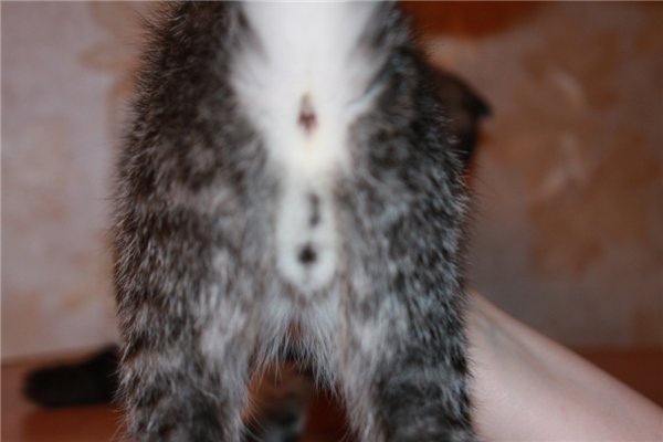 Что делать, если орет и просится на улицу кастрированный кот