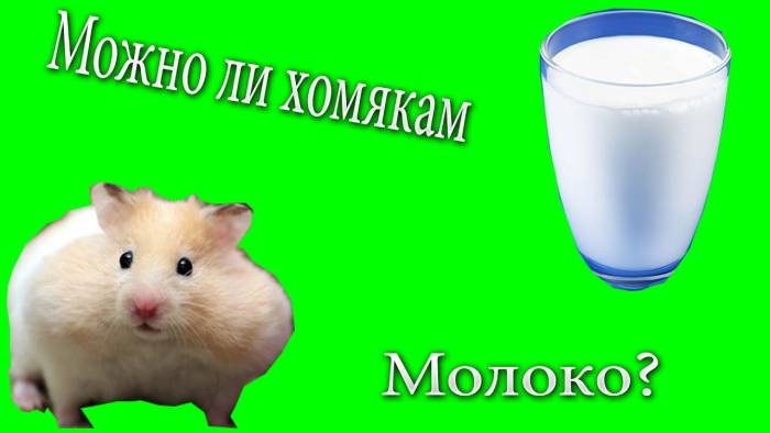 Чем кормить хомяка в домашних условиях: что они любят, а что нельзя