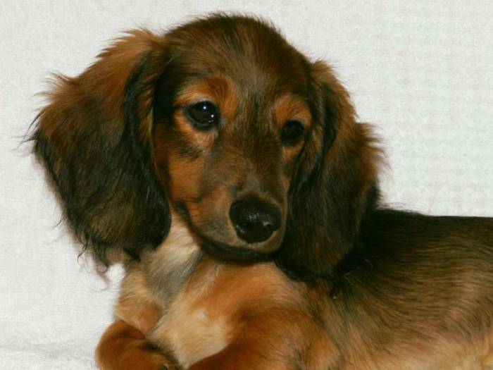 Кроличья такса: стандарт породы, характер, содержание, уход, здоровье (+ фото) | ваши питомцы