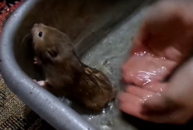 Вода для хомяка: на что важно обратить внимание