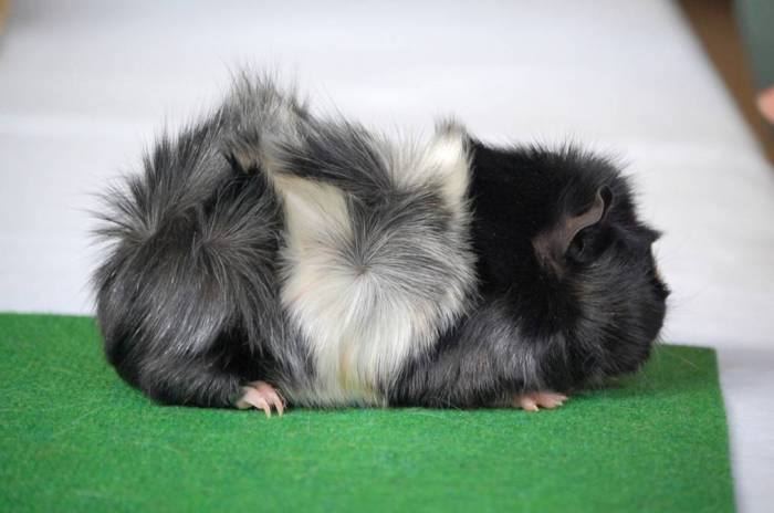 Об абиссинских морских свинках - руководство по уходу, породы, цвета меха, происхождение - рассказы 2023